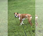 Small #6 Boxer Mix