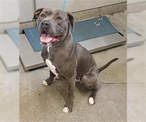 Mutt Dogs for adoption in Camarillo, CA, USA
