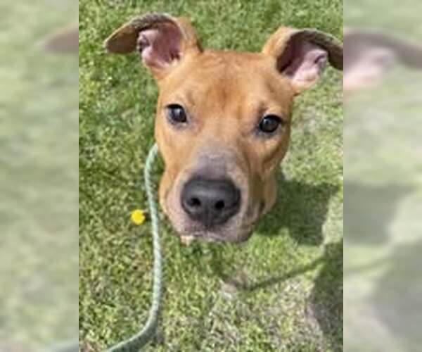 Medium Photo #9 American Pit Bull Terrier-Unknown Mix Puppy For Sale in Crete, IL, USA