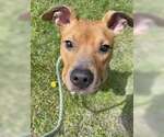 Small #8 American Pit Bull Terrier Mix
