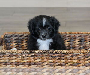 Dachshund-Spaniel Mix Dogs for adoption in Hesperia, CA, USA
