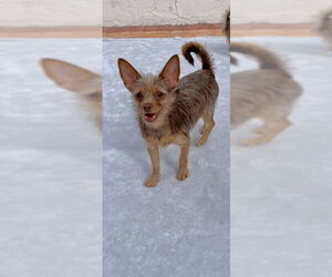 Ian - Male Mutt Dog for Adoption - Photo #2