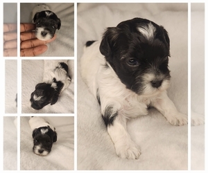 ShihPoo Puppy for sale in FORT WASHINGTON, MD, USA