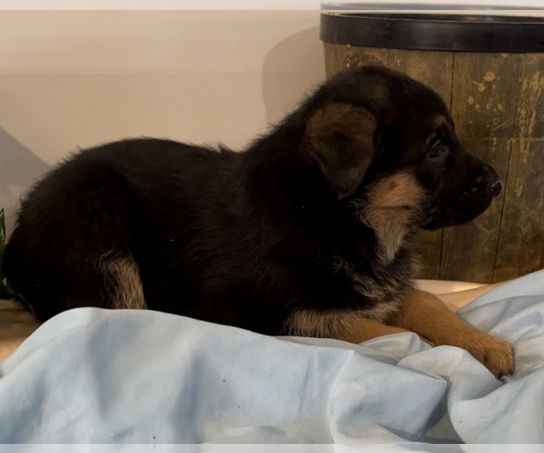 Medium Photo #2 German Shepherd Dog Puppy For Sale in EDWARDSBURG, MI, USA
