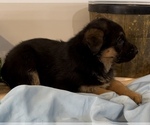 Small Photo #2 German Shepherd Dog Puppy For Sale in EDWARDSBURG, MI, USA
