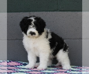 Portuguese Water Dog Puppy for sale in FREDERICKSBURG, OH, USA