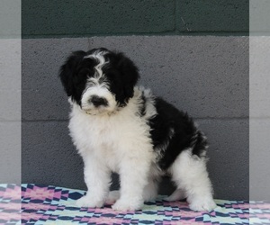 Medium Portuguese Water Dog