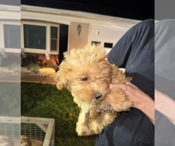 Medium Photo #8 Goldendoodle Puppy For Sale in DAVENPORT, FL, USA