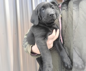Labrador Retriever Puppy for sale in ATHOL, ID, USA