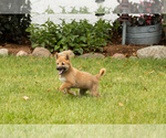 Small #1 Shiba Inu