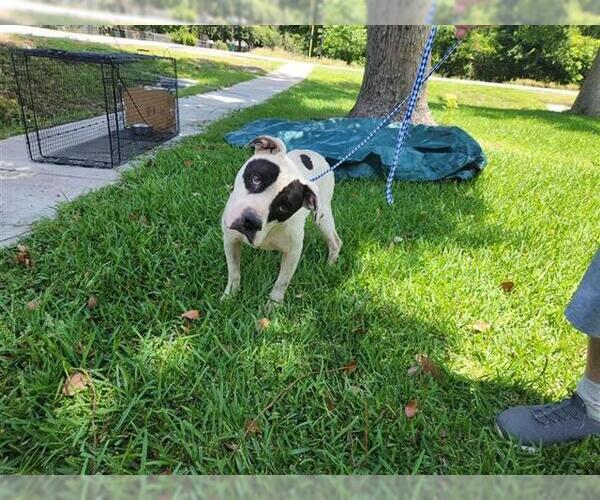 Medium Photo #1 Staffordshire Bull Terrier-Unknown Mix Puppy For Sale in Houston, TX, USA