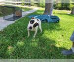 Small Staffordshire Bull Terrier Mix