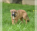 Small #3 German Shepherd Dog Mix