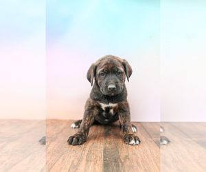 Labrador Retriever-Rhodesian Ridgeback Mix Puppy for sale in ROLLA, MO, USA