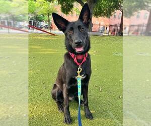 German Shepherd Dog-Unknown Mix Dogs for adoption in Boston, MA, USA