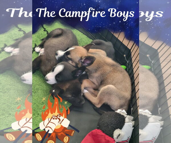Medium Photo #2 Mutt Puppy For Sale in Sandy, UT, USA