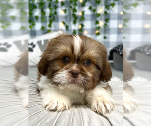 Medium Shih Tzu