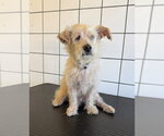 Small Mutt