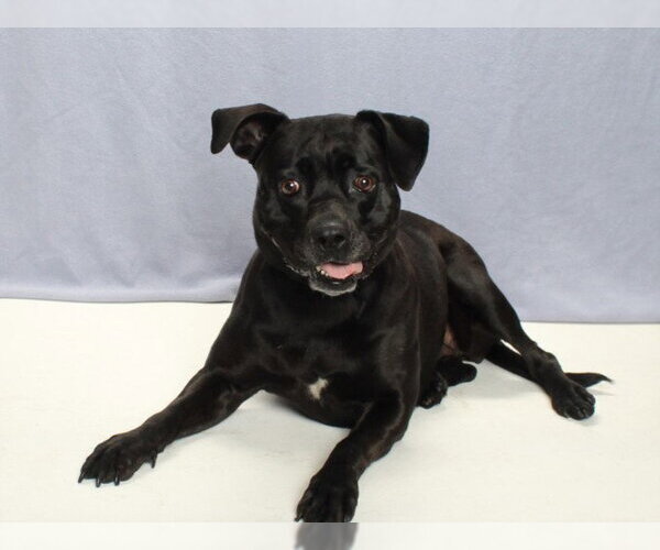 Medium Photo #2 Labrador Retriever-Unknown Mix Puppy For Sale in Burbank, CA, USA