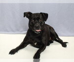 Small #1 Labrador Retriever Mix