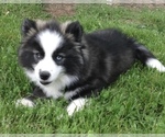 Small Photo #23 Pomsky Puppy For Sale in BAXTER, TN, USA