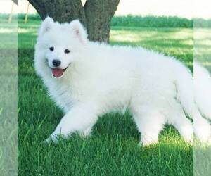 Samoyed Puppy for sale in THORP, WI, USA