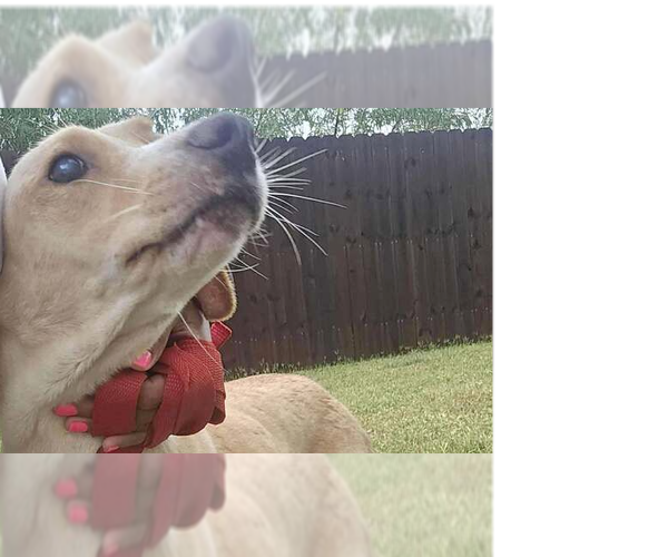 Medium Photo #6 Labrador Retriever-Unknown Mix Puppy For Sale in New York, NY, USA