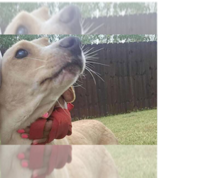 Lucy (TX) - Female Labrador Retriever-Unknown Mix Dog for Adoption - Photo #6
