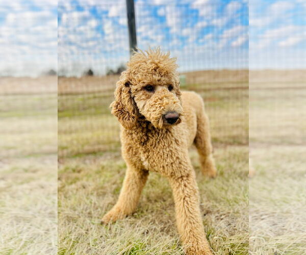 Medium Photo #3 Poodle (Standard) Puppy For Sale in Pacolet, SC, USA