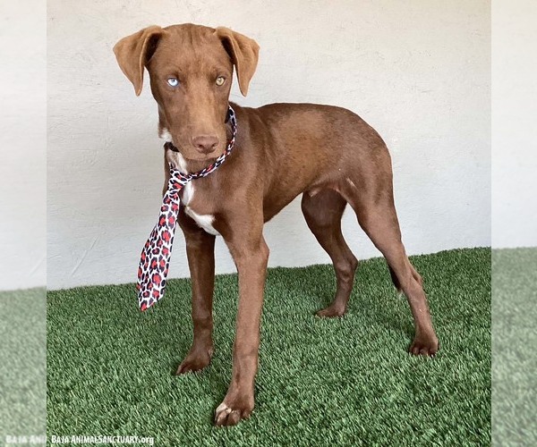 Medium Photo #10 Chocolate Labrador retriever-Unknown Mix Puppy For Sale in San Diego, CA, USA