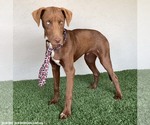 Small Photo #10 Chocolate Labrador retriever-Unknown Mix Puppy For Sale in San Diego, CA, USA