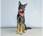 Small #1 German Shepherd Dog