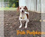 Small #9 Dachshund