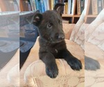 Small #3 German Shepherd Dog