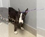 Small Bull Terrier Mix