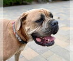 Small #7 Bullmastiff