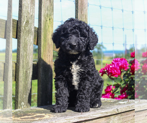 Goldendoodle-Poodle (Miniature) Mix Puppy for sale in HONEY BROOK, PA, USA