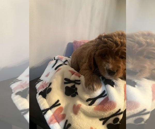 Medium Photo #28 Goldendoodle (Miniature) Puppy For Sale in LOVES PARK, IL, USA