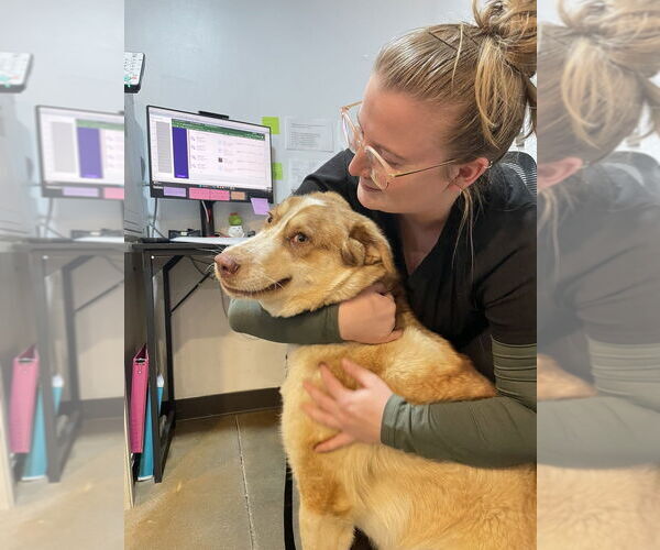 Medium Photo #4 Pyrenees Husky Puppy For Sale in Brewster, NY, USA
