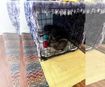 Small #7 Doberman Pinscher Mix