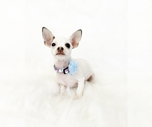 Chihuahua Puppy for sale in SACRAMENTO, CA, USA