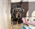 Small Catahoula Leopard Dog Mix