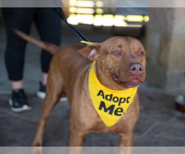 Medium Photo #3 Boxador Puppy For Sale in Aurora, OH, USA