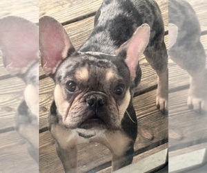 American Bulldog-French Bulldog Mix Puppy for sale in SUITLAND, MD, USA
