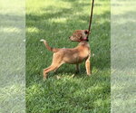Small #2 Mutt