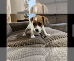 Small #2 Jack Russell Terrier
