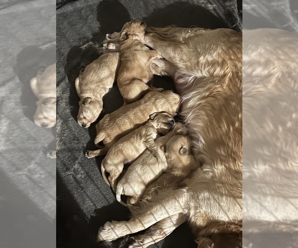 Medium Photo #1 Golden Retriever Puppy For Sale in FARWELL, MI, USA