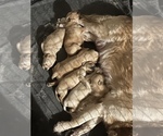 Small Photo #1 Golden Retriever Puppy For Sale in FARWELL, MI, USA