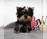 Small #2 Yorkshire Terrier