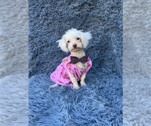 Cavapoo Puppy for sale in JEFFERSONVILLE, IN, USA